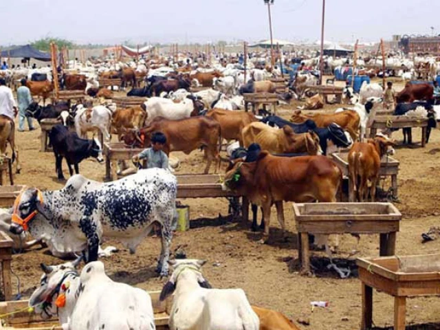 Karachi Allows Setup of Cattle Markets at Five Loc