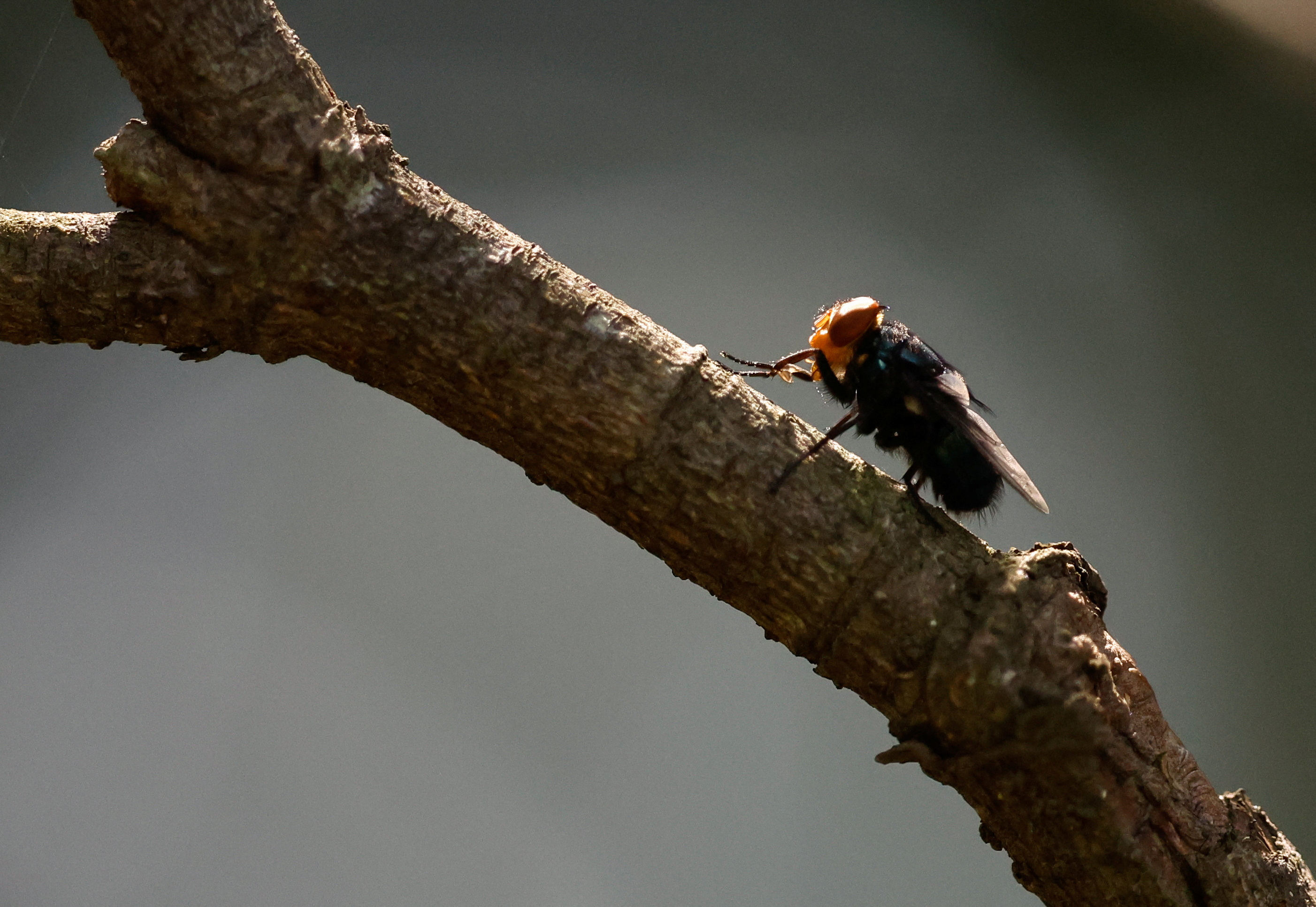Flesh-Eating Screwworm Confirmed in Texas: Livesto