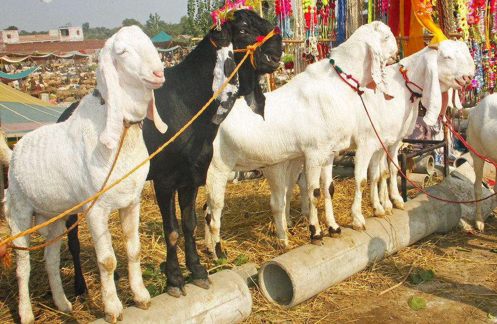 Eid Security Alert: 25 Sacrificial Goats Worth Rs1