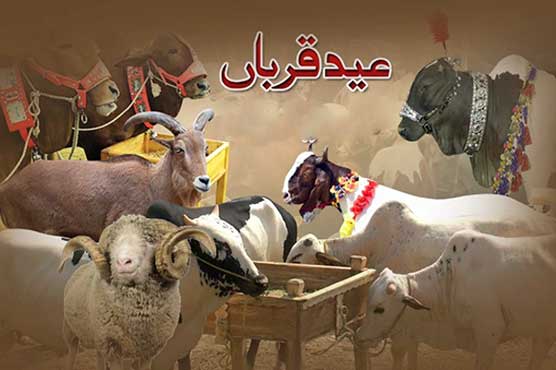 Inflation Hits Eid: Inflation Forces Karachi’s Middle Class to Abandon Individual Sacrifices for Shared Qurbani