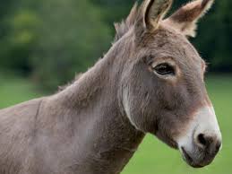 ECC Greenlights Export of Donkey Meat and Hides fr